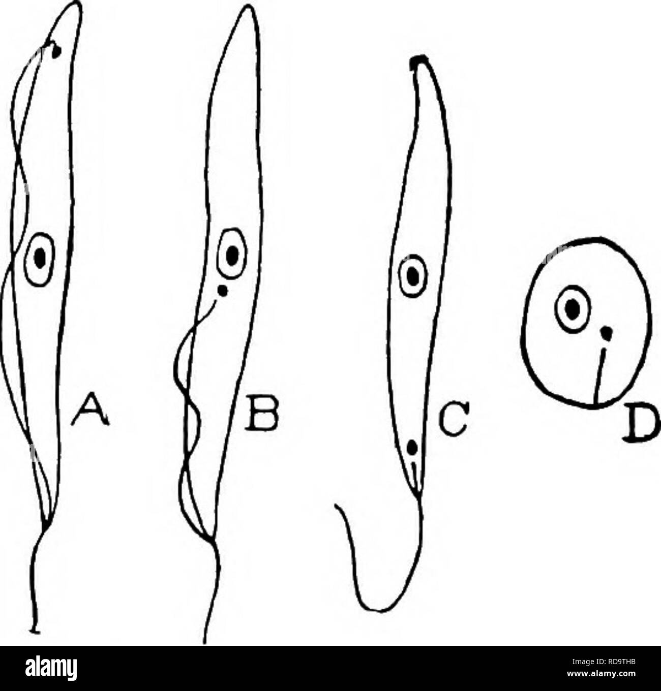 . Animal parasites and human disease. Medical parasitology; Insects as ...