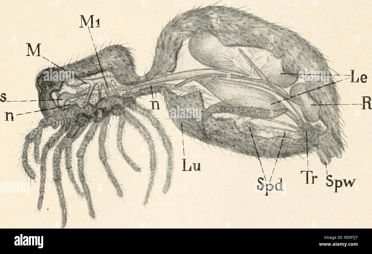 . EinfÃ¼hrung in die Biologie. Biology. Fig. 114. Weibliche KÃ¼chenschabe, von oben gesehen, aus KÃ¼kenthal. Mittel zu sehen ist, um in die Mannigfaltigkeit der Erscheinungen eine gewisse Ordnung zu bringen. Das System ist zwar in diesem Sinne. Fig. 115. Seitliche Ansicht einer Spinne, halbgeÃ¶ffnet, s = Schlund, M, Mi = Magen, n = Nervensystem, Lu = Lunge, Tr-â Tracheen, Spd = SpinndrÃ¼sen, Spw = Spinnwarzen, Le = Leber, R = Rektalblase am Enddarm. von Menschen subjektiv ausgedacht, stellt aber doch nicht etwas will- kÃ¼rlich oder kÃ¼nstlich Konstruiertes dar, sondern hat seine reale Grund-.  Stock Photo