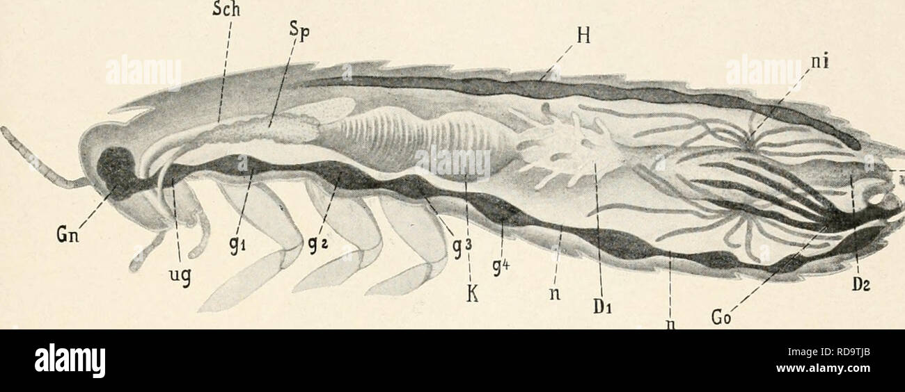 . Einführung in die Biologie. Biology. Das System der Tiere und seine Bedeutung. 233 zusammenfinden, ist aber bei den einzelnen Hauptgruppen, z. B. Krebsen (Fig. 113), Spinnen (Fig. 115), Insekten (Fig. 114) verschieden, und wir können darnach in dieser größeren Einheit der »Gliedertiere« wieder einzelne Klassen unterscheiden.. Fig. 111. Schematischer Längsschnitt durch ein Insekt (Küchenschabe). H = Herz (Rücken- gefäß). Ni = Nierenschläuche. Go = Geschlechtsorgane. S = Schlund. Sp = Speicheldrüsen. K= Kropf und Kaumagen. Dj = verdauender Darm mit Anhängen. Dj = Enddarm. C = After. Gn = Gehir Stock Photo