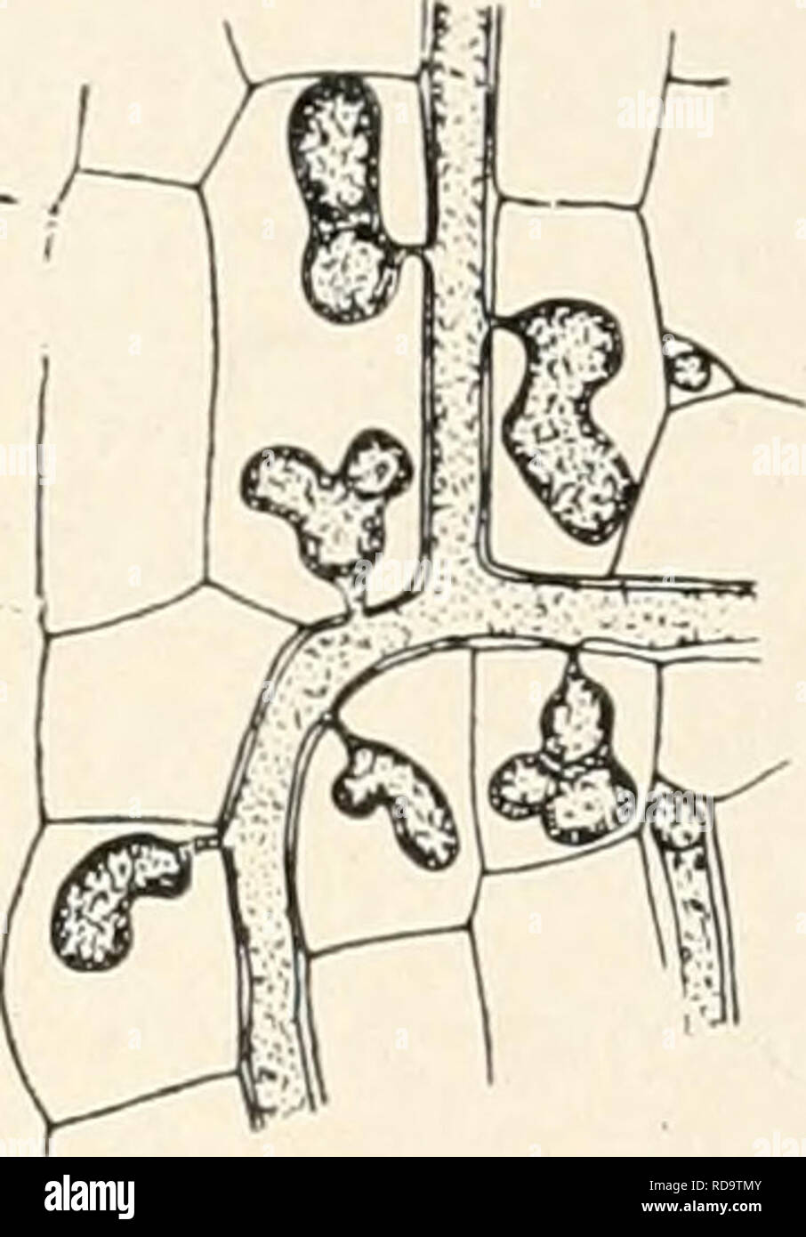 . Einführung in die Biologie. Biology. Fig. 65. a Erysiphe auf Lithospermuin arvense, b Faden von Peronospora parasitica im Stengelmarli des Hirtentäschel. 150/1. Das trifft z. B. für die mit den Rostpilzen verwandten Brandpilze (Ustilagineen) zu, die vor allem in Gräsern zuerst zwischen den Zellen leben und erst als sporenbildendes Gefäde die Zellen des Wirtes aus- füllen; die Sporen sind kugelig, schwärzlich gefärbt und bilden ein stäubendes Pulver. Die häufigste Einwi rkung des Schmarotzerpilzes auf das befallene lebende Gewebe ist die, daß die Plasmakörper der ausgebeuteten Zellen infolge  Stock Photo