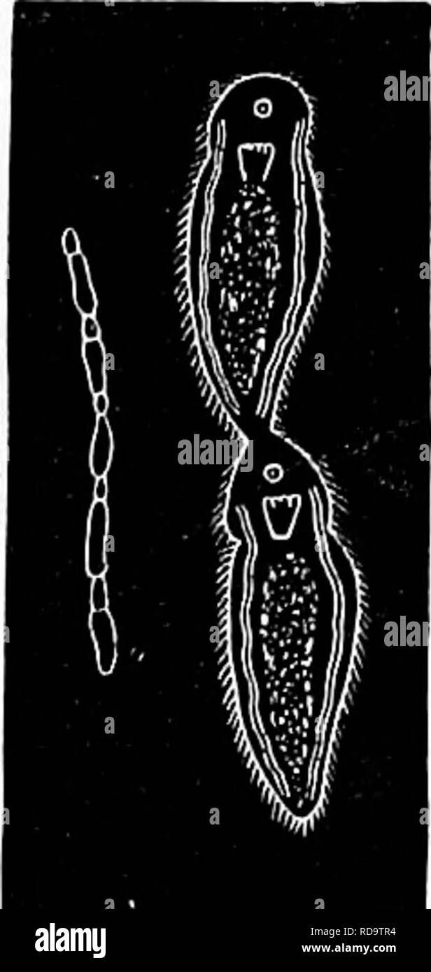 . Zoology : for students and general readers . Zoology. 144 ZOOLOGY. The Turbellaria are hermaphroditic, the ovaries and testes â with the accessory apparatus (Fig. 95) being present in the same individual. Little is known of the development of the flat-worms. In a common marine Planariau, Stylochus elliptica (Girard), which is about two centimetres long, and lives under stones between tide-marks, north of Cape Cod, the eggs are depos- ited in May and June, in a thin, viscid band, on stones and sea-weeds. The eggs undergo total segmentation in four or five days after they are laid. The larva i Stock Photo