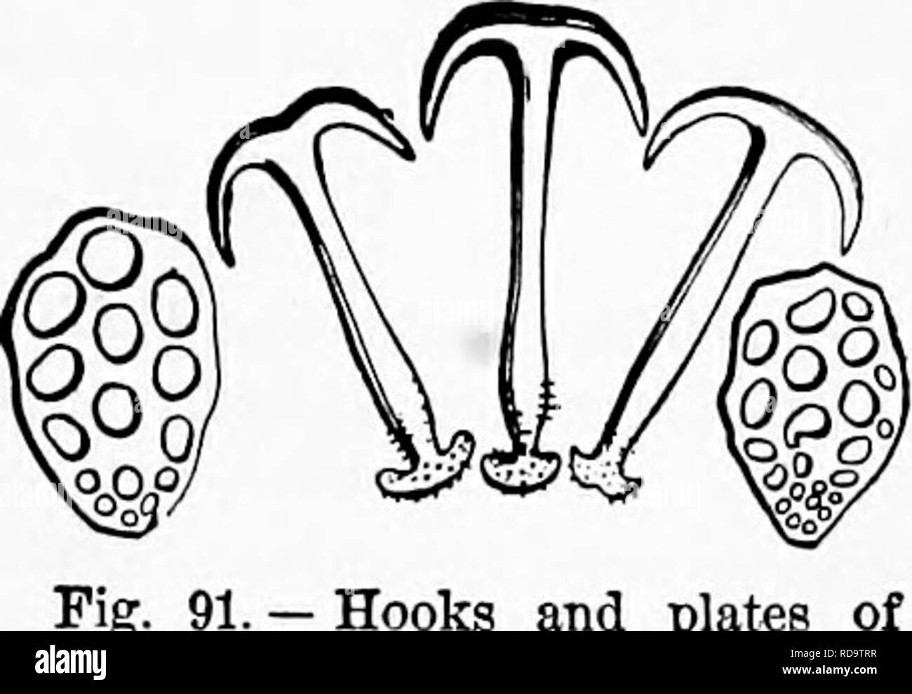 . Zoology : for students and general readers . Zoology. DISTRIBUTION OF HOLOTEURIANS. 135 C. arenata it is com-. • Hooks plates SyrMpta Oirardil.—Mter Verrill body ends in a long, tail-like prolongation Stimpson has fifteen four-pronged tentacles ; monly thrown up on the beaches of Massachusetts Bay. A deep- water form, a member of the abyssal fauna, is Molpadia tur- gida Verrill, which we haye dredged in over one hundred fathoms in the G^^lf of Maine, and which ranges sou.thward to Florida. It has a head-end like the neck of a bottle, and the end of the body suddenly con- tracts into a tail,  Stock Photo