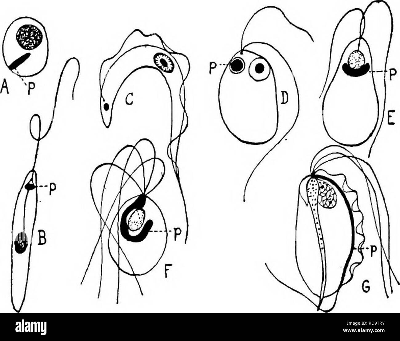 . Animal parasites and human disease. Medical parasitology; Insects as carriers of disease. 30 INTRODUCTION TO PROTOZOA Ciliata and Sporozoa has been based. The simplest type of movement is by means of simple outflowings of the body proto- plasm known as pseudopodia (Fig. 2A). This is the common type of movement in one of the four great classes of Protozoa, the Sarcodina. In the FlageUata the organelles for locomotion are long lashlike outgrowths known as flagella (Fig. 2C), from one to eight or more in nmnber. These originate from a parti- cle of deep-staining material which is called the ble Stock Photo