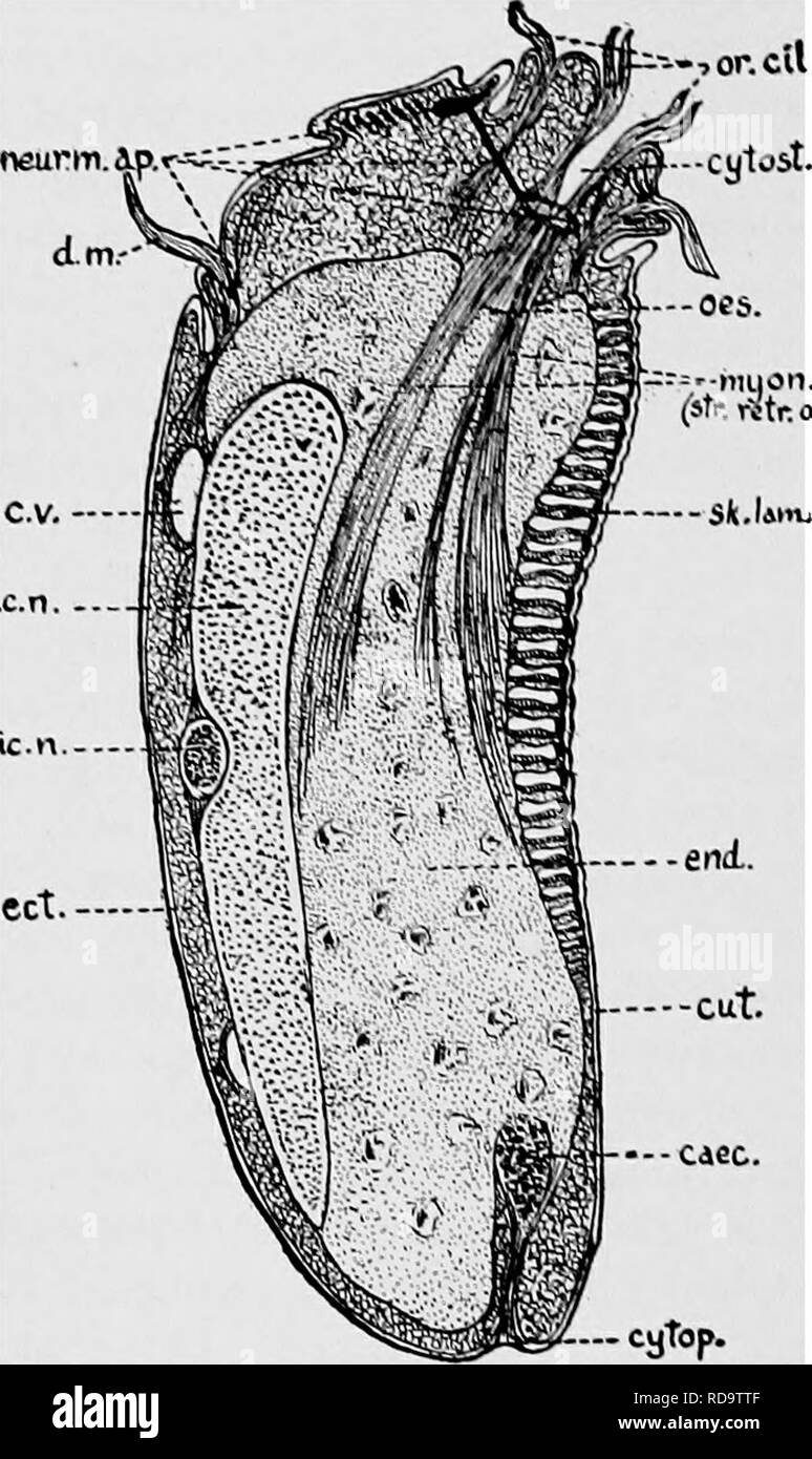 . Animal parasites and human disease. Medical parasitology; Insects as carriers of disease. 28 INTRODUCTION TO PROTOZOA (sfr. i^trocs.) protozoans and green algffi, makes such a group as the Protista appear both natural and convenient. Structure. — A protozoan, in its simplest form, conforms to the usual definition of a cell — a bit of protoplasm containing a nucleus. S o m e- times theie arc two or more similar nuclei and in the majority of ciUates there are two nuclei whidi dif- fer from each other bot h in form and func- tion, a large &quot; macro- nucleus &quot; which is associated with th Stock Photo