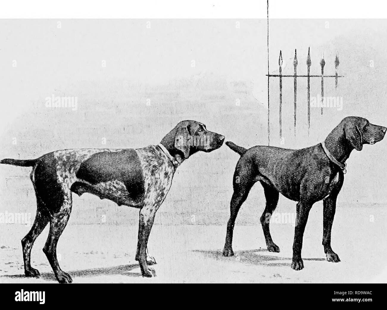 Wire Haired Pointer Black And White Stock Photos Images Alamy