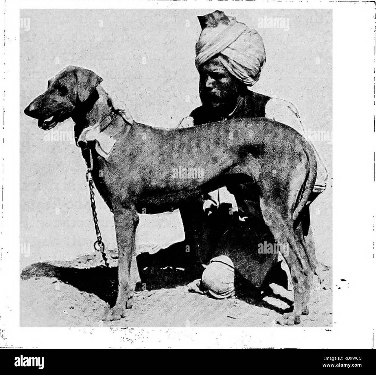 . The new book of the dog; a comprehensive natural history of British dogs and their foreign relatives, with chapters on law, breeding, kennel management, and veterinary treatment. Dogs. ORIENTAL GREYHOUNDS. 483 skin showing through of a purple colour. The Poligar hound is used for hunting foxes, deer, and jackal, and three of them will tackle a boar. Other Greyhounds of Eastern type are the Tartar Greyhound and those of the Crimea, Caucasus, Anatolia, Kurdistan, and Circassia. It should be the object of all those who import the Greyhounds of the East, and breed them in this country, to try to Stock Photo