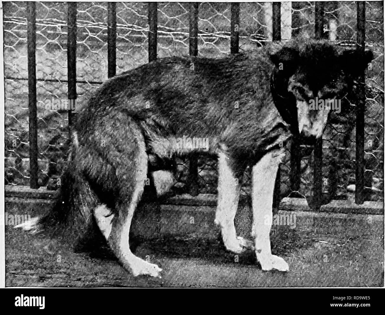 Can I Breed My Female Dog With Her Son