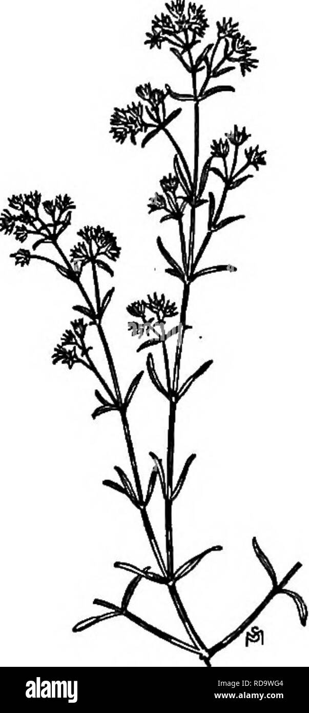 . A manual of weeds : with descriptions of all the most pernicious and troublesome plants in the United States and Canada, their habits of growth and distribution, with methods of control . Weeds. ILLECEBRACEAE (KNOTWOST FAMILY) 133 and whitened under-surface specked with minute black dots. Flowers very small, scarcely a twelfth of an inch broad, in clusters of two to six on very slender peduncles; calyx, funnel- shaped, five-ribbed and five-lobed, white or purple; stamens five or fewer, exserted. The single seed is about an eighth of an inch long, shaped like a reversed pyramid, the sides str Stock Photo