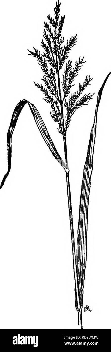 . A manual of weeds : with descriptions of all the most pernicious and troublesome plants in the United States and Canada, their habits of growth and distribution, with methods of control . Weeds. 24 GRAMINEAE (GRASS FAMILY) with fine appressed hair; the two lateral spikelets have pedicels and are staminate or empty. So rapid a grower is the grass that two, three, even four, heavy crops of hay may be harvested yearly, if cut before it blooms; the hay is much relished by all kinds of stock and is very fattening; even the rootstocks are tender and sweet, and hogs eat them eagerly; were it not so Stock Photo