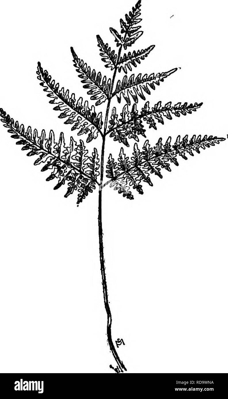 . A manual of weeds : with descriptions of all the most pernicious and troublesome plants in the United States and Canada, their habits of growth and distribution, with methods of control . Weeds. DESCRIPTIVE LIST AND MEANS OF CONTROL COMMON BRAKE, OR BRACKEN Ptiris aquilina, L. Other English names: Eagle Fern, Upland Fern, Turkey-foot Brake. Native. Perennial. Propagates by spores and by rootstocks. Season of leaf-production: Early spring until autumn frosts. - Fruiting fronds: Ripe in August. Range: Throughout the world. In this country most troublesome on the Pacific Coast. Habitat: Upland  Stock Photo