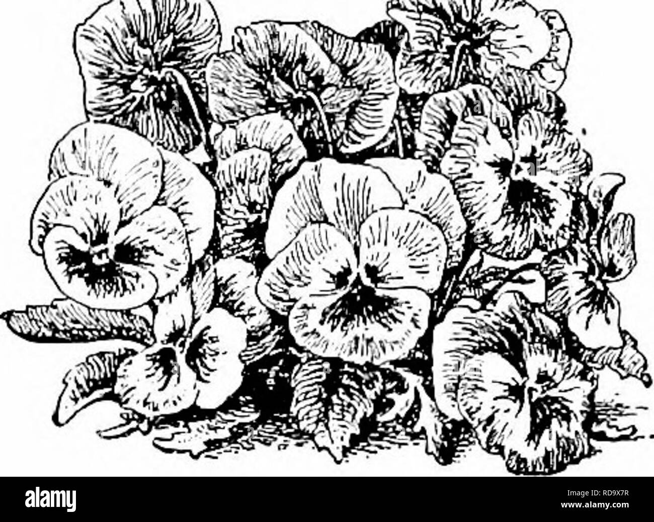 . Manual of gardening; a practical guide to the making of home grounds and the growing of flowers, fruits, and vegetables for home use. Gardening. ^k.. THE ORNAMENTAL PLANTS — ANNUALS 249 Erysimum Perofskianum; Arkansanum. Eschscholtzias, in several varieties (Fig. 249). Gaillardia pieta. Gilia achilleaefolia; capitata; laciniata; tricolor. Iberis affinis. Lavatera alba. Matthiolas or stocks. (Enothera rosea; Lamarckiana; Phlox Drummondii. [Drummondii. Podolepis affinis; chrysantha. Salvia coccinea; farinacea; Horminum. Verbenas. Vicia Gerardi. Virginian stocks. 244. Pansies. Viscaria elegans; Stock Photo