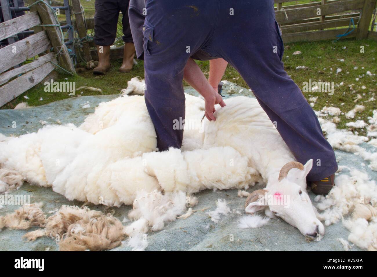 Hand clipping and machine sheering cross breed sheep for textile ...