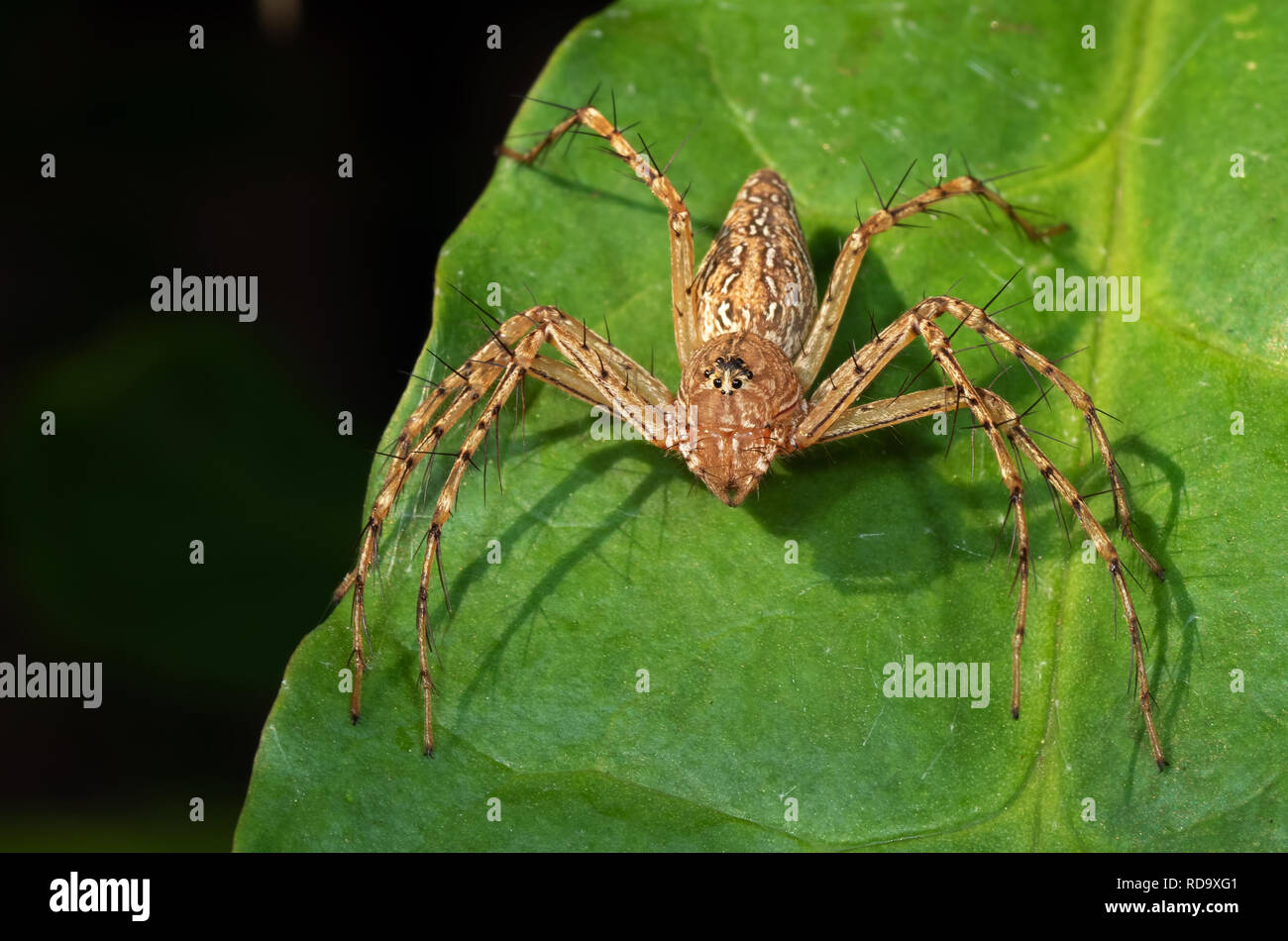 Macro Photography of Spider on Green Leaf Stock Photo - Alamy