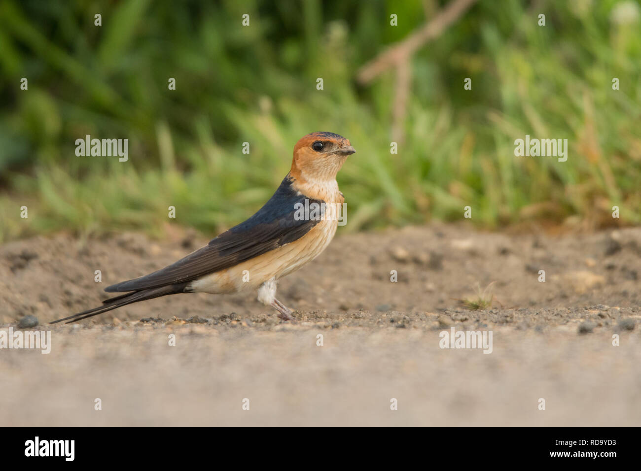 Lesser Striated Swallow / Cecropis daurica Stock Photo