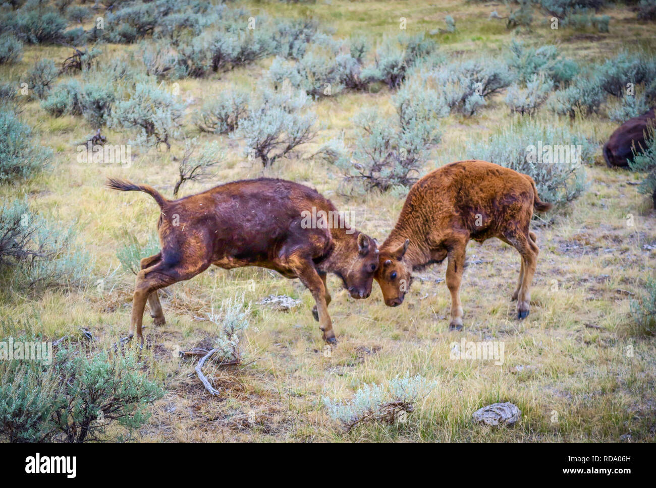 Two teenage calves ruts in the field of Yellowstone National Park, Wyoming Stock Photo