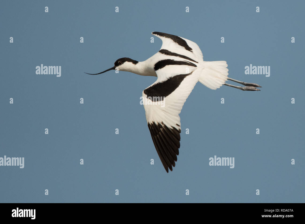 Pied Avocet (Recurvirostra avosetta) in flight Stock Photo