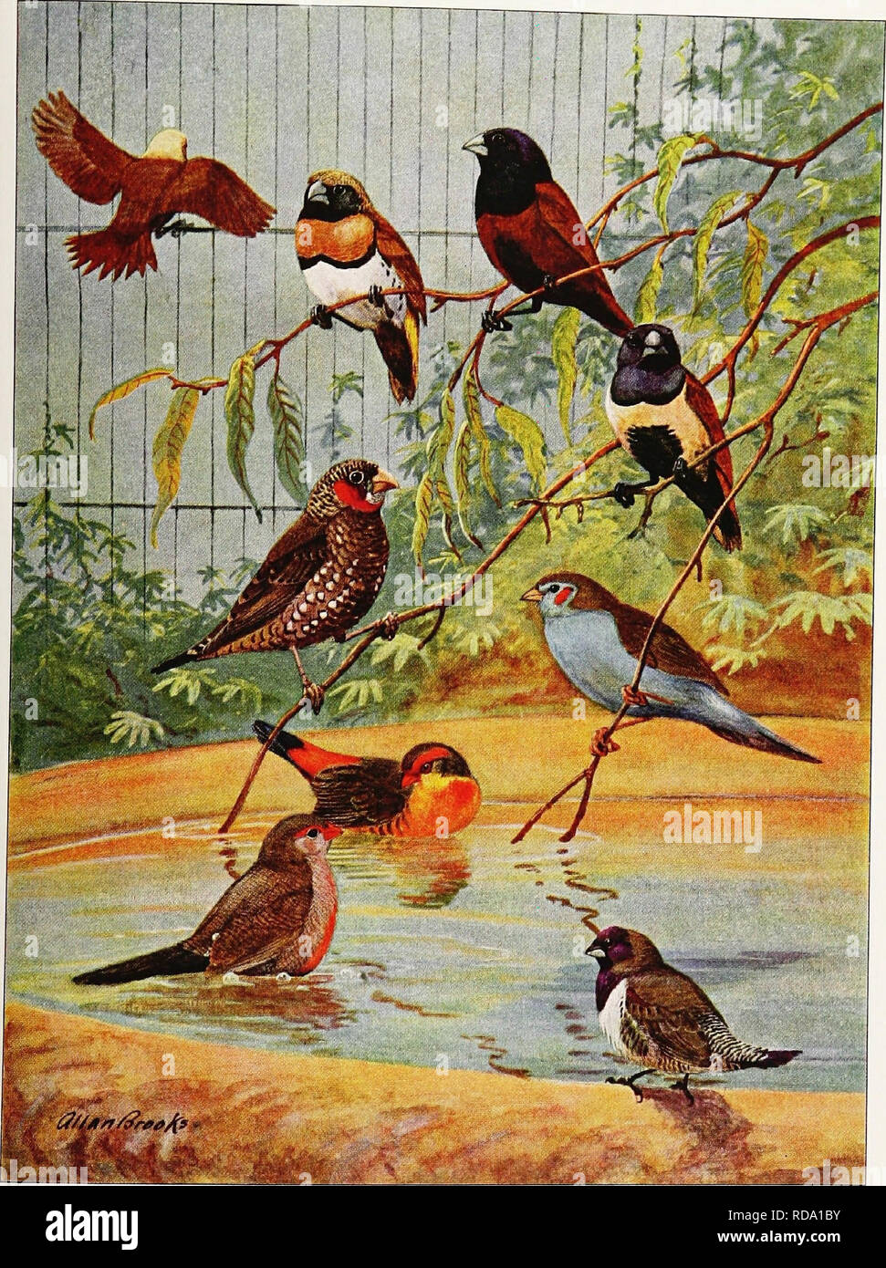 Articles About Birds From National Geographic Magazine Birds Bright Hued Pets Of Cage And Aviary C Isdtional Oeogidphic Uciety Their Gay Garb More Than Makes Ul For Feeble Song Fluttering Against The