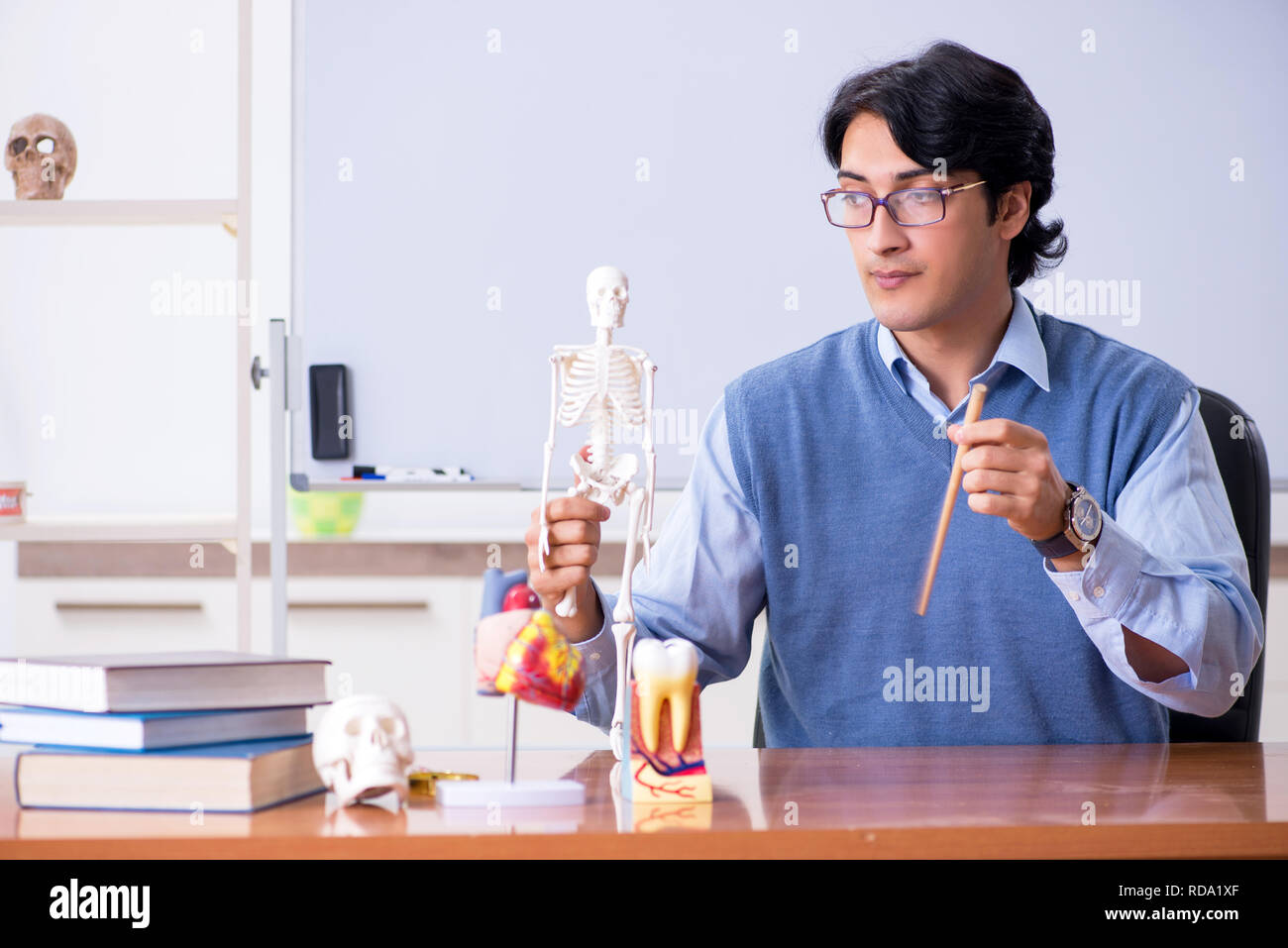 Young lecturer teacher teaching anatomy Stock Photo Alamy