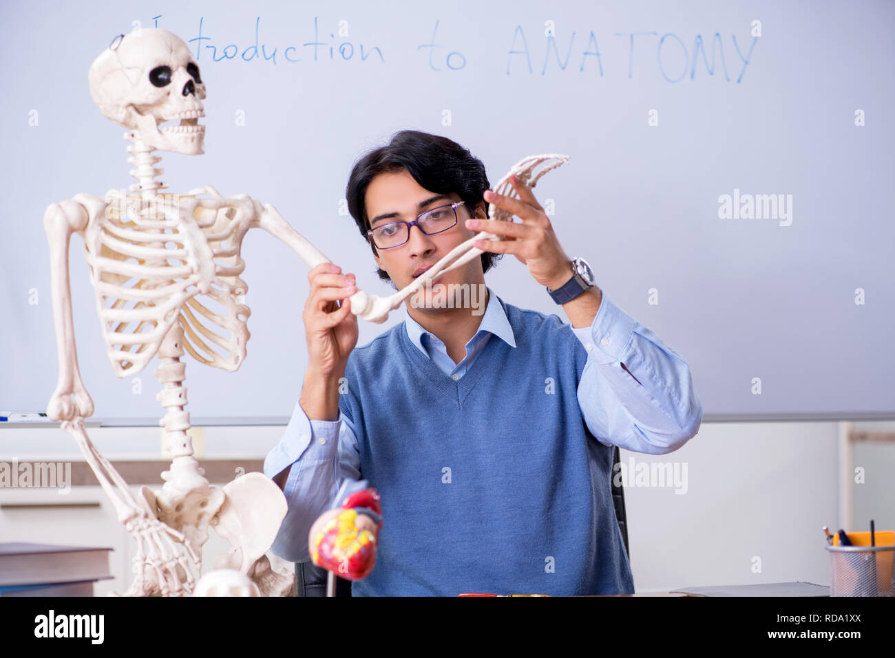 Young lecturer teacher teaching anatomy Stock Photo Alamy