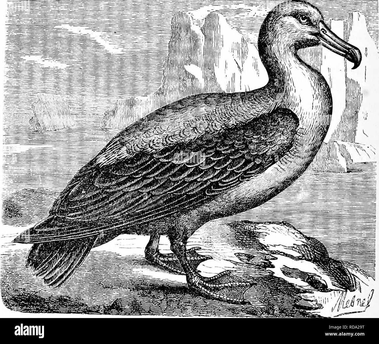 . Reptiles and birds. A popular account of the various orders; with a description of the habits and economy of the most interesting. Birds; Reptiles. 312 THE LAEID^. (P. Forsteri or carulea), Fig. 112, commonly called the Blue Petrel, which inhabits the Antarctic seas. Under the name of Puffins those species of Petrels are included which have bills as long, and sometimes longer, than their heads, and their nostrils in two distinct tubes. Among these are the Grey Puffin {Puffinus cinereus), which is very common in the Mediterranean, and builds its nest in Corsica; the English Puffin {Puffinus a Stock Photo