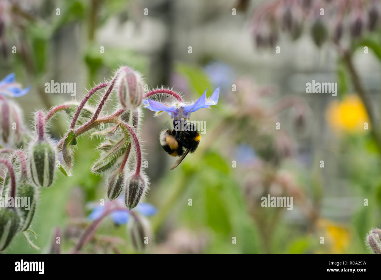 Bumblebee on borago officinalis flower, also a starflower, is an annual herb in the flowering plant family Boraginaceae Stock Photo