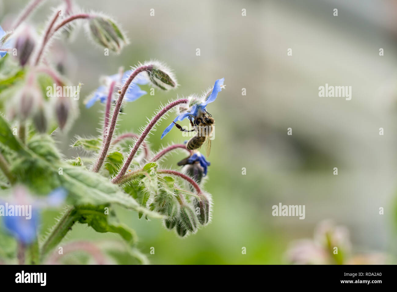 Bee on a flower of borago officinalis, also as a starflower,  an annual herb in the flowering plant family Boraginaceae Stock Photo