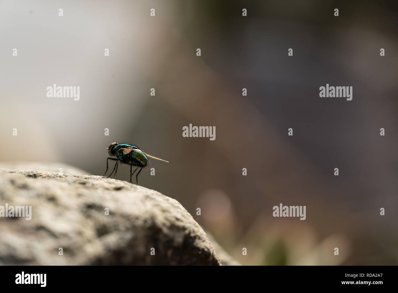 Common green bottle fly close up, macro Lucilia sericata fly, sitting on a stone Stock Photo