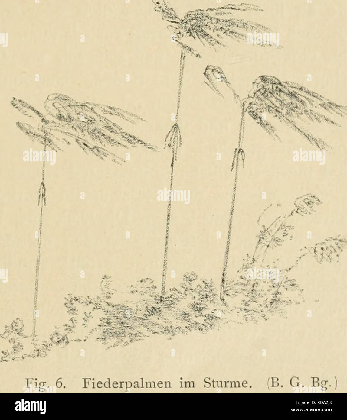 . Eine botanische Tropenreise, indo-malayische Vegetationsbilder und Reiseskizzen. Plants; Plants; Voyages and travels. Palmen; Pandanaceen. 67 ^^ gegenden des malayischen Archipels so häufigen Nipapalme Nipa fruticans) werden die fein nach Honig duftenden Blüthenstände im Buitenzorger Garten sehr fleissig von einer kleinen Biene besucht, welche die Bestäubung vollzieht. Von den während meiner Anwesenheit fruchttragenden Palmen des Gartens bot' unzweifelhaft die schöne Orania regalis den auf- fallendsten und eigenartigsten Anblick dar. In Bezug auf seine Gestalt einer riesigen Weintraube gleic Stock Photo