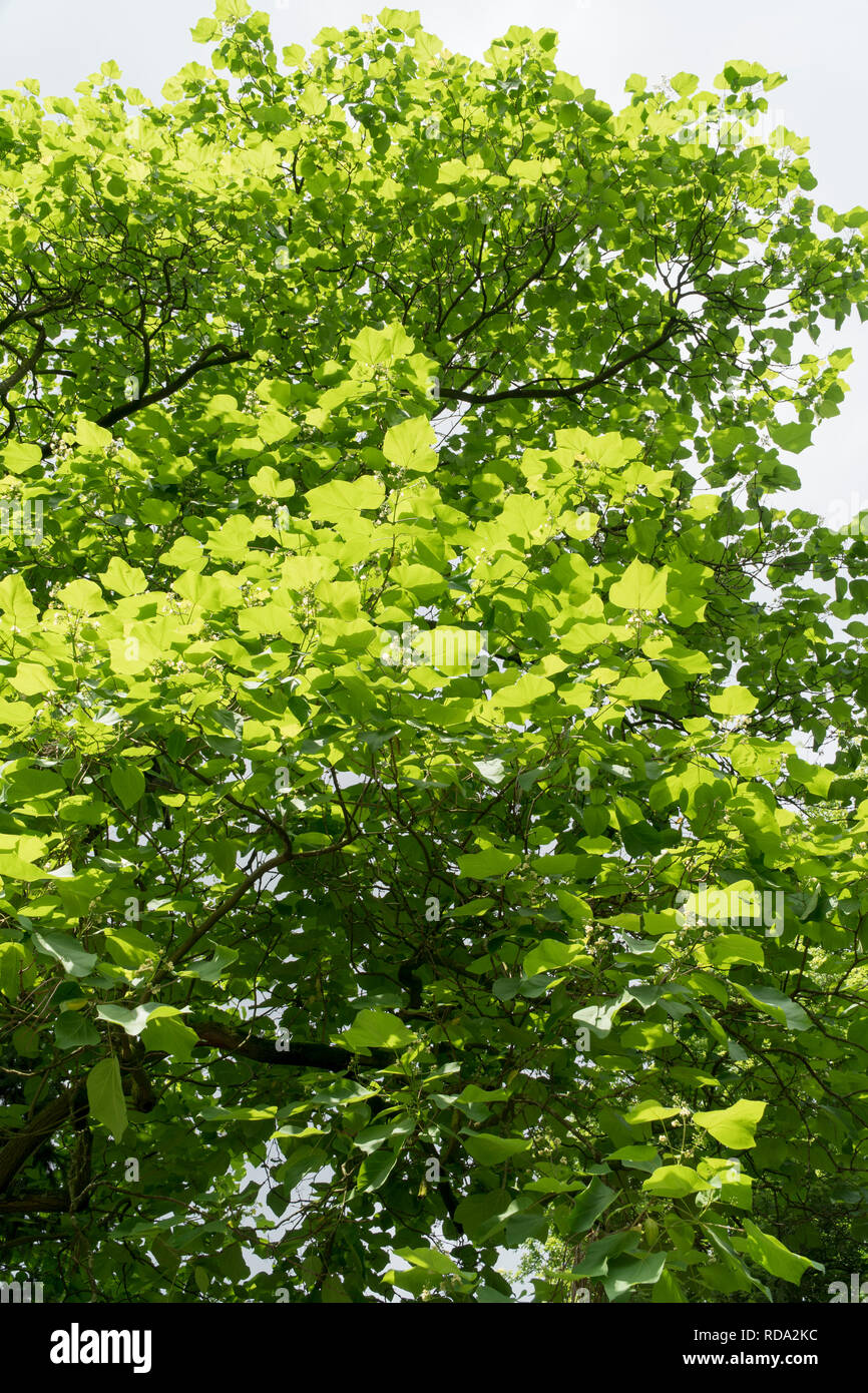 Treetop green hi-res stock photography and images - Alamy