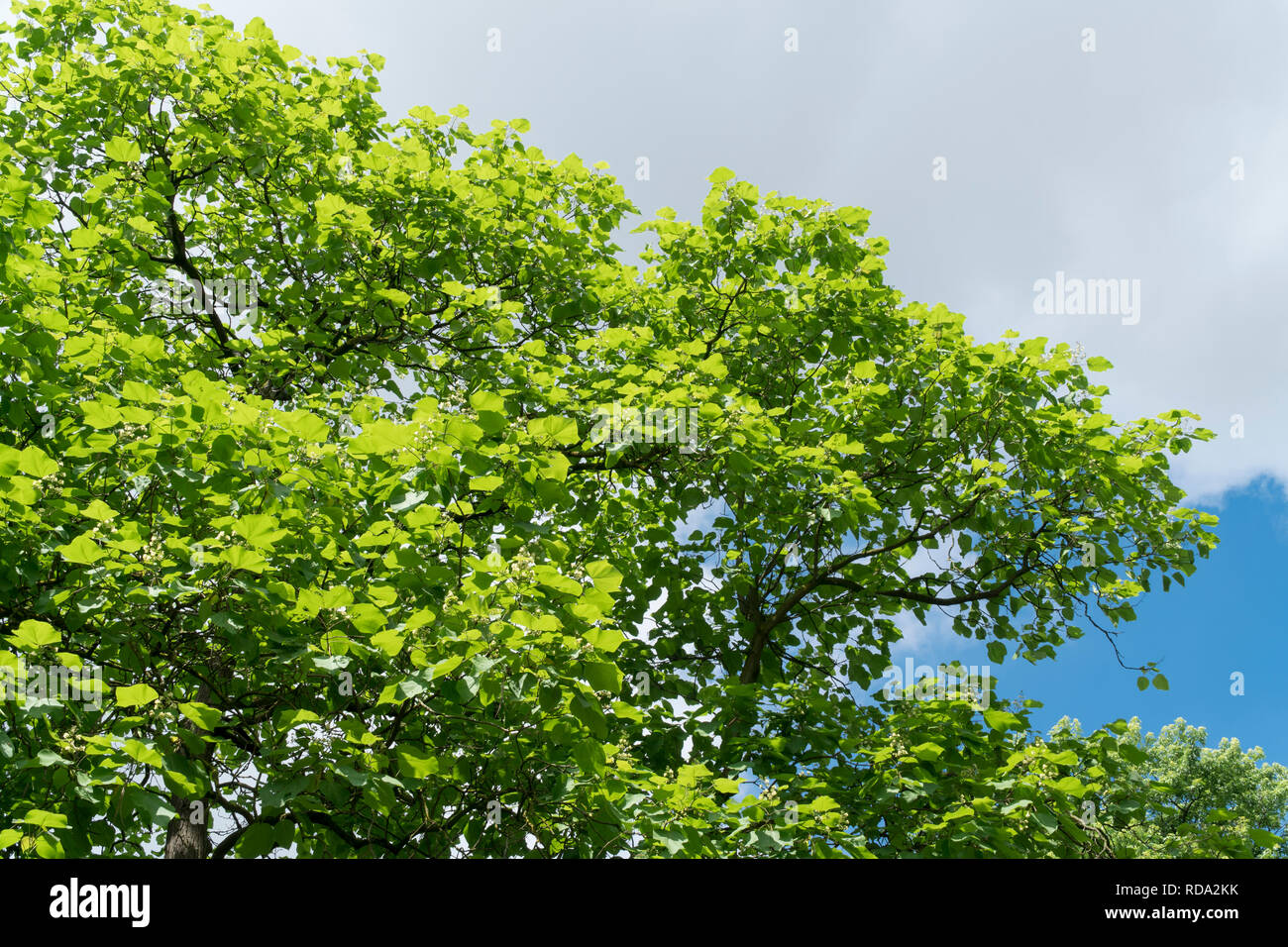 Treetop with green leaves in spring Stock Photo - Alamy