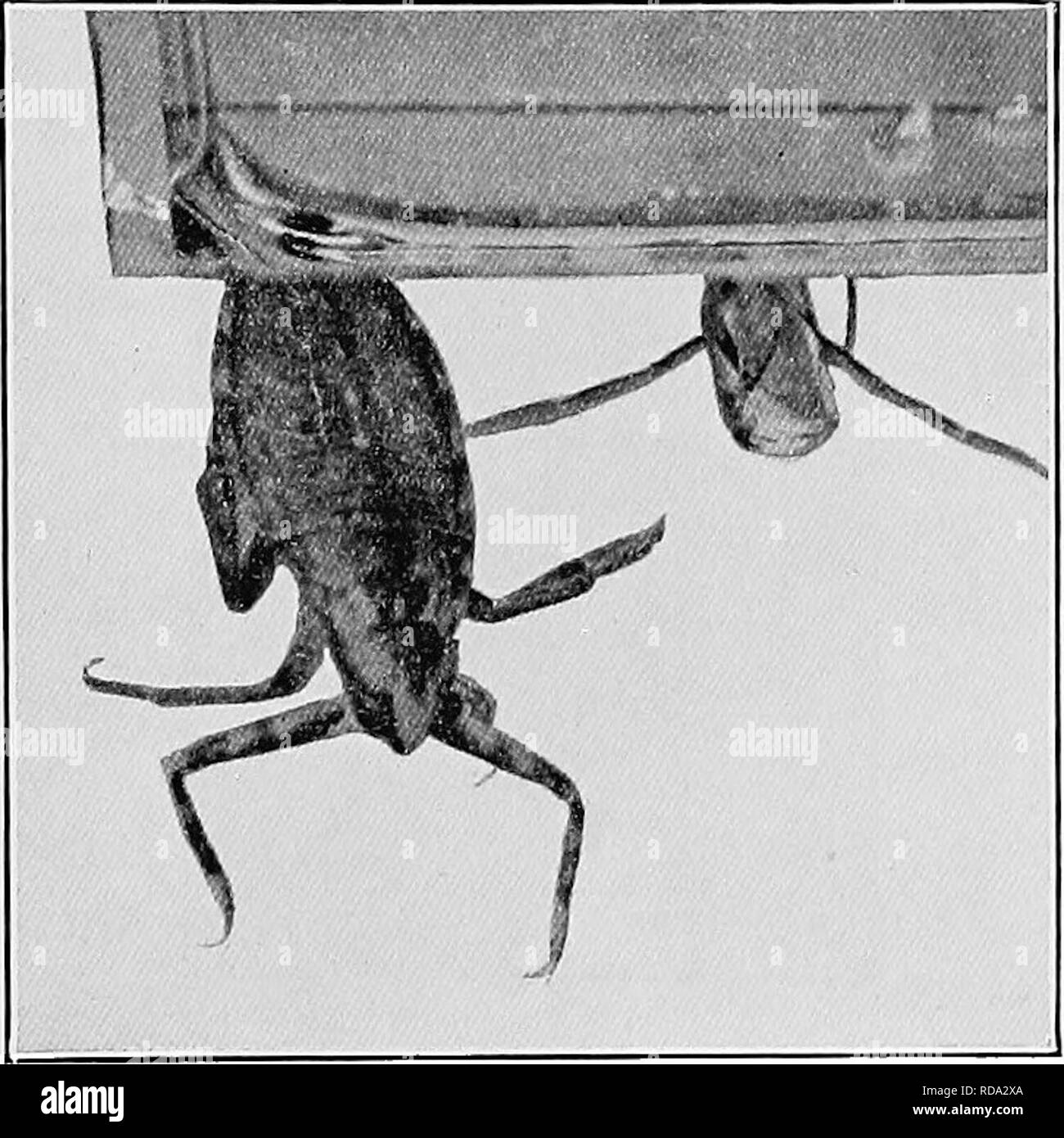 Adults and nymphs Black and White Stock Photos & Images - Alamy