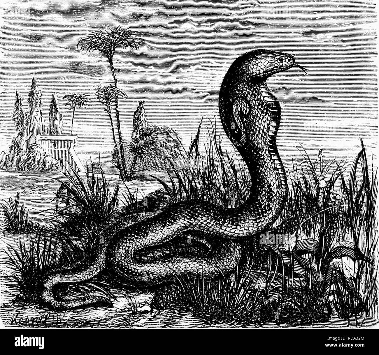 Reptiles and birds. A popular account of the various orders; with a  description of the habits and economy of the most interesting. Birds;  Reptiles. 74 OPHIDIAN EEPTILES. curious spectacle; being the