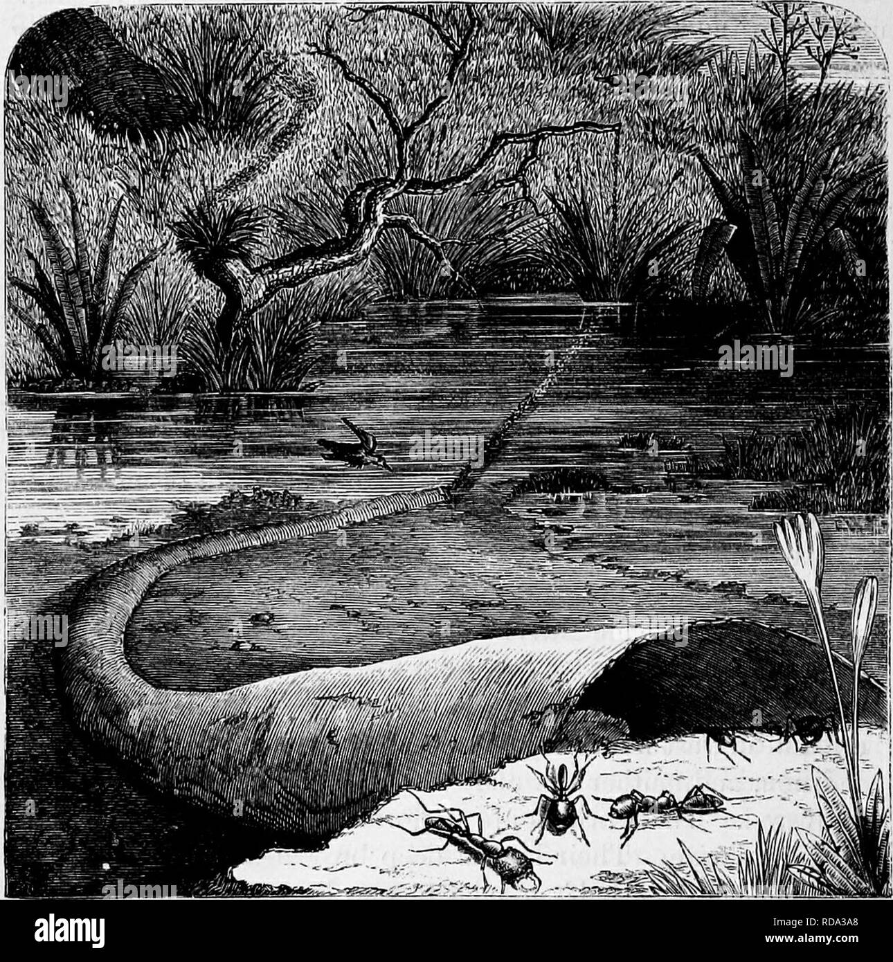 . Homes without hands : being a description of the habitations of animals, classed according to their principle of construction . Animals. 470 HOMES â WITHOUT HANDS. from the teeth of the Driver Ants. Fowls they destroy in num- bers killing in a single night all the inhabitants of the hen-roost, and, having destroyed them, have a curious method of devouring them.. Drivel' Ants. The Eev. Dr. Savage, who has experimented upon these formi- dable insects, killed a fowl and gave it to the Ants. At first they did not seem to pay much attention to it, but he soon found that they were in reality makin Stock Photo