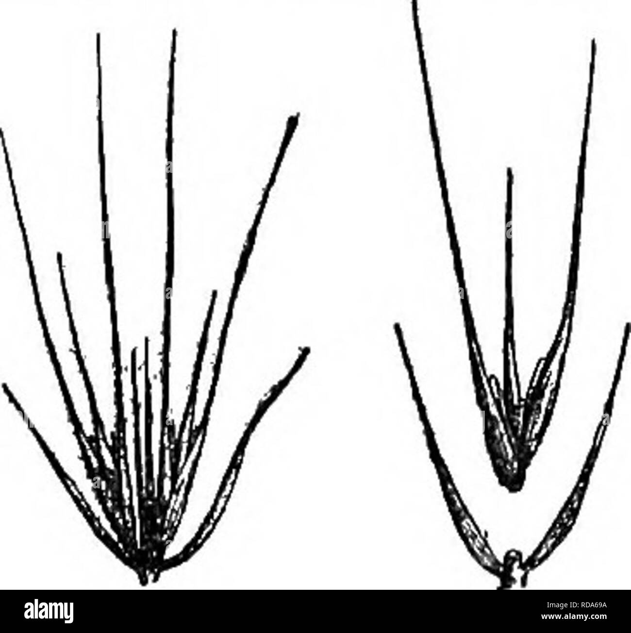 . Gray's new manual of botany. A handbook of the flowering plants and ferns of the central and northeastern United States and adjacent Canada. Botany. 198. E. virgrinicus. Two spikelets X 1, Spikelet with glumes detached x 2. Floret X 2. * Glumes as long as the lemmas or nearly so. *- Glumes and le.mmas rigid, all or only the latter awned. ++ Glumes bowed out, the base yellow and indurated for 1-2 mm, 1. E. virginicus L, Green or glaucous ; culms stout, 6-10 dm. high; sheaths smooth or hairy; blades 1.5-3 dm. long, 4-8 mm. wide, scabrous ; spike 4-14 cm. long, 12 mm. thick, rigidly upright, of Stock Photo
