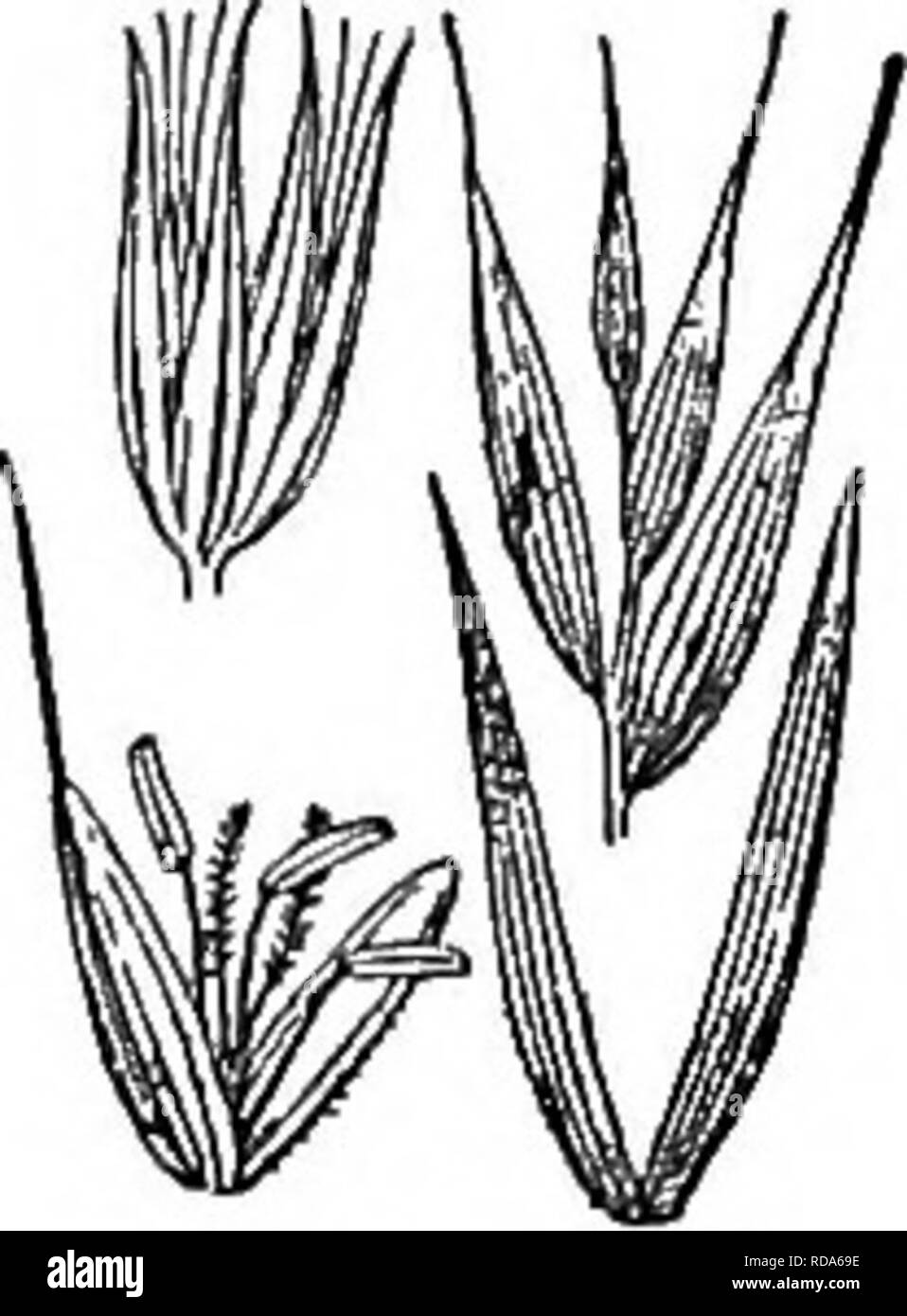 . Gray's new manual of botany. A handbook of the flowering plants and ferns of the central and northeastern United States and adjacent Canada. Botany. GRAMINEAB (GEASS FAMILY) 169. 198. E. virgrinicus. Two spikelets X 1, Spikelet with glumes detached x 2. Floret X 2. * Glumes as long as the lemmas or nearly so. *- Glumes and le.mmas rigid, all or only the latter awned. ++ Glumes bowed out, the base yellow and indurated for 1-2 mm, 1. E. virginicus L, Green or glaucous ; culms stout, 6-10 dm. high; sheaths smooth or hairy; blades 1.5-3 dm. long, 4-8 mm. wide, scabrous ; spike 4-14 cm. long, 12  Stock Photo