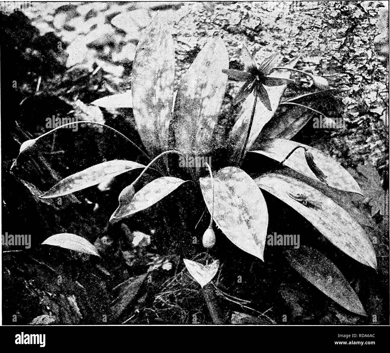 . Handbook of nature-study for teachers and parents, based on the Cornell nature-study leaflets. Nature study. Fruit capsule and seed. and splits into three sections when ripe. The seeds are numerous and are fleshy and crescent- shaped. But the adder's tongue, like many other early blooming flowers, is a child of the spring. The leaves, at first so prettily mottled, fade out to plain green; and by midsummer they have entirely dis- appeared, the place where they were, being covered with other foliage of far different pattern. But down in the rich woods soil are the plump globular corms filled w Stock Photo