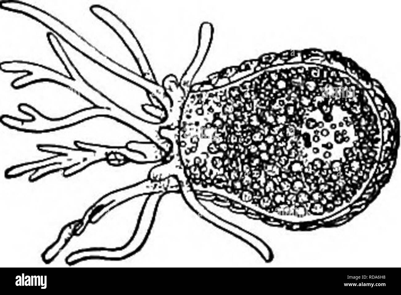 . Fresh-water biology. Freshwater biology. AMOEBOID PROTOZOA (SARCODINA ...