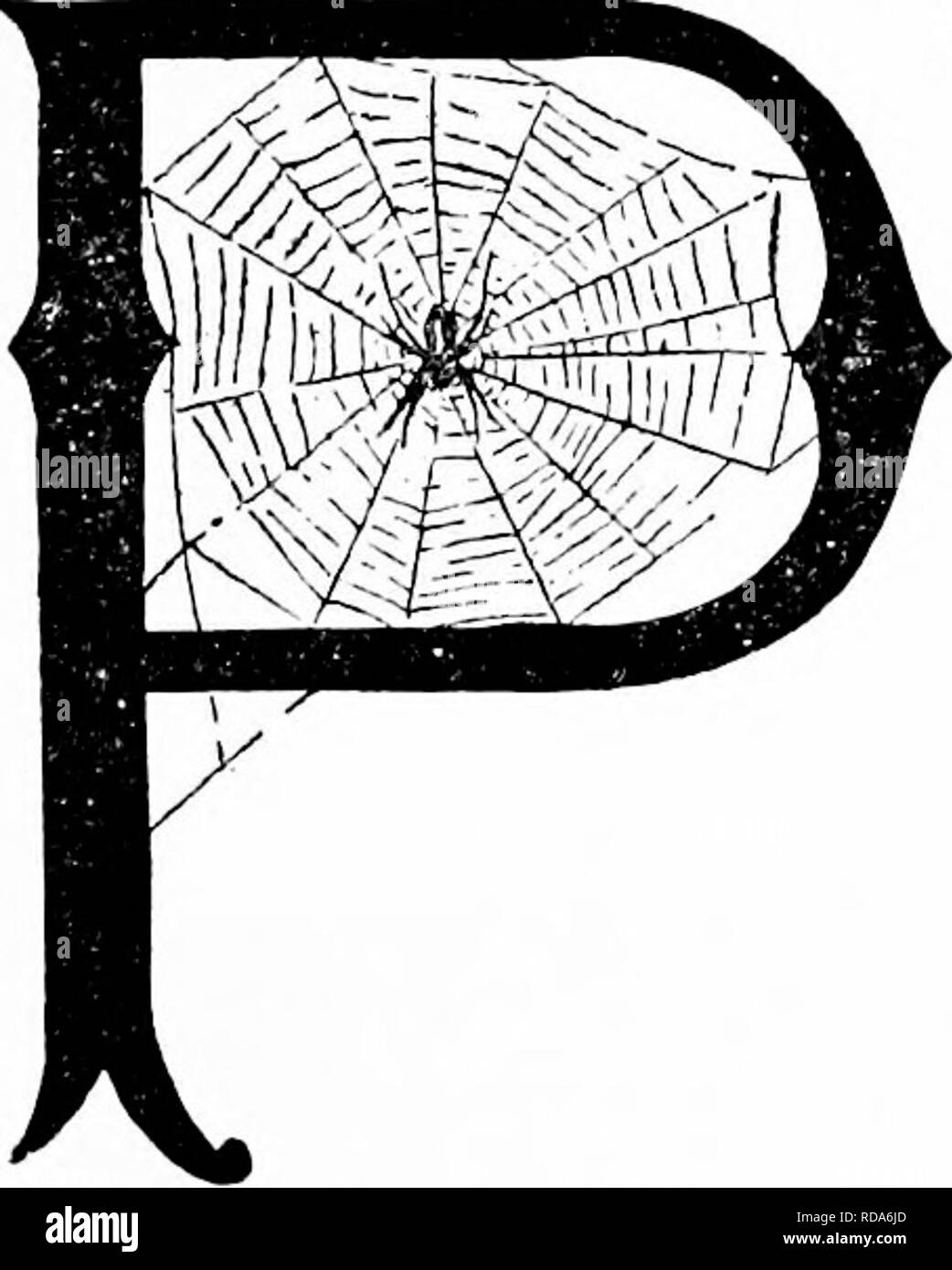 Spider egg sacs Black and White Stock Photos & Images Alamy