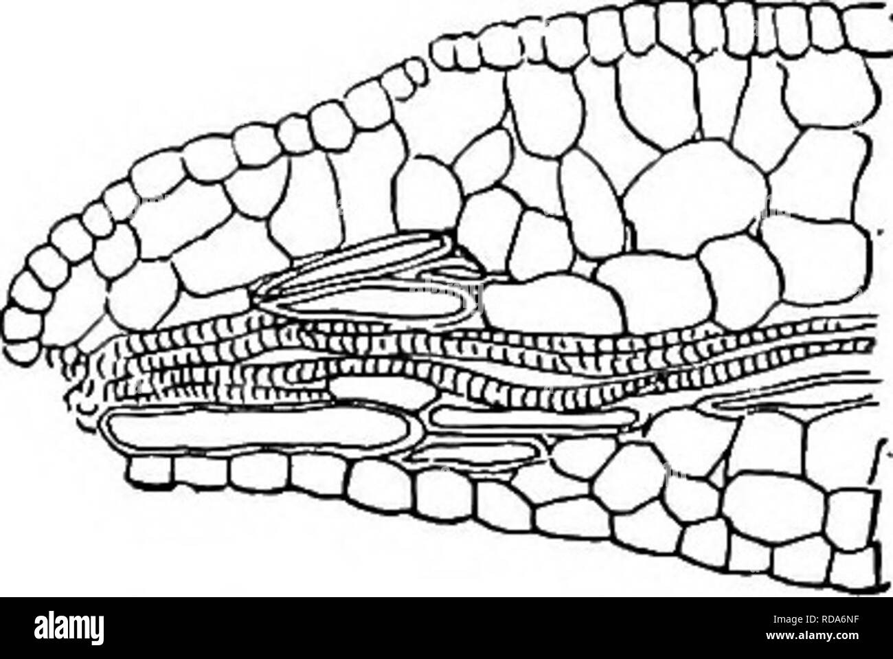 . Fresh-water biology. Freshwater biology. Fig. 261. Zostera nana. Apical portion of a mature submerged leaf, showing the change of form at the apex due to decay of apical tissue. X about 40. (After SauvageauJ. Fio. 262. Polamogelon densus. Leaf in longitudinal section. The decayed tissue has fallen away, leaving the vessels exposed to the surrounding water. X about 135. (After bauvageau.) incrusted, while other species of this genus usually are. if ever, Chara is. Please note that these images are extracted from scanned page images that may have been digitally enhanced for readability - color Stock Photo