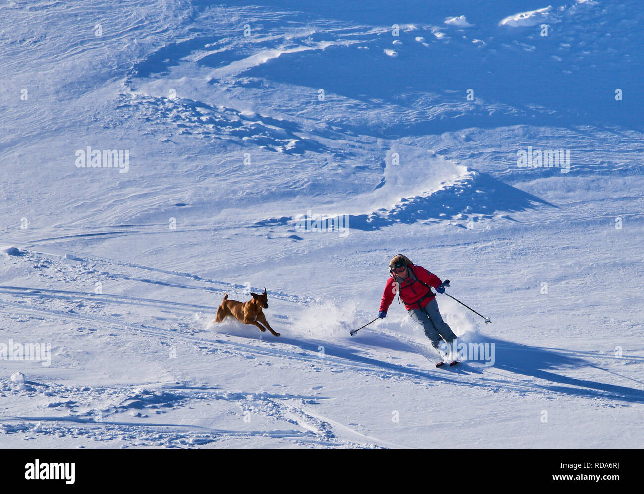 Ski tour walker ski downhill at the mountain Alpspitz in dangerous