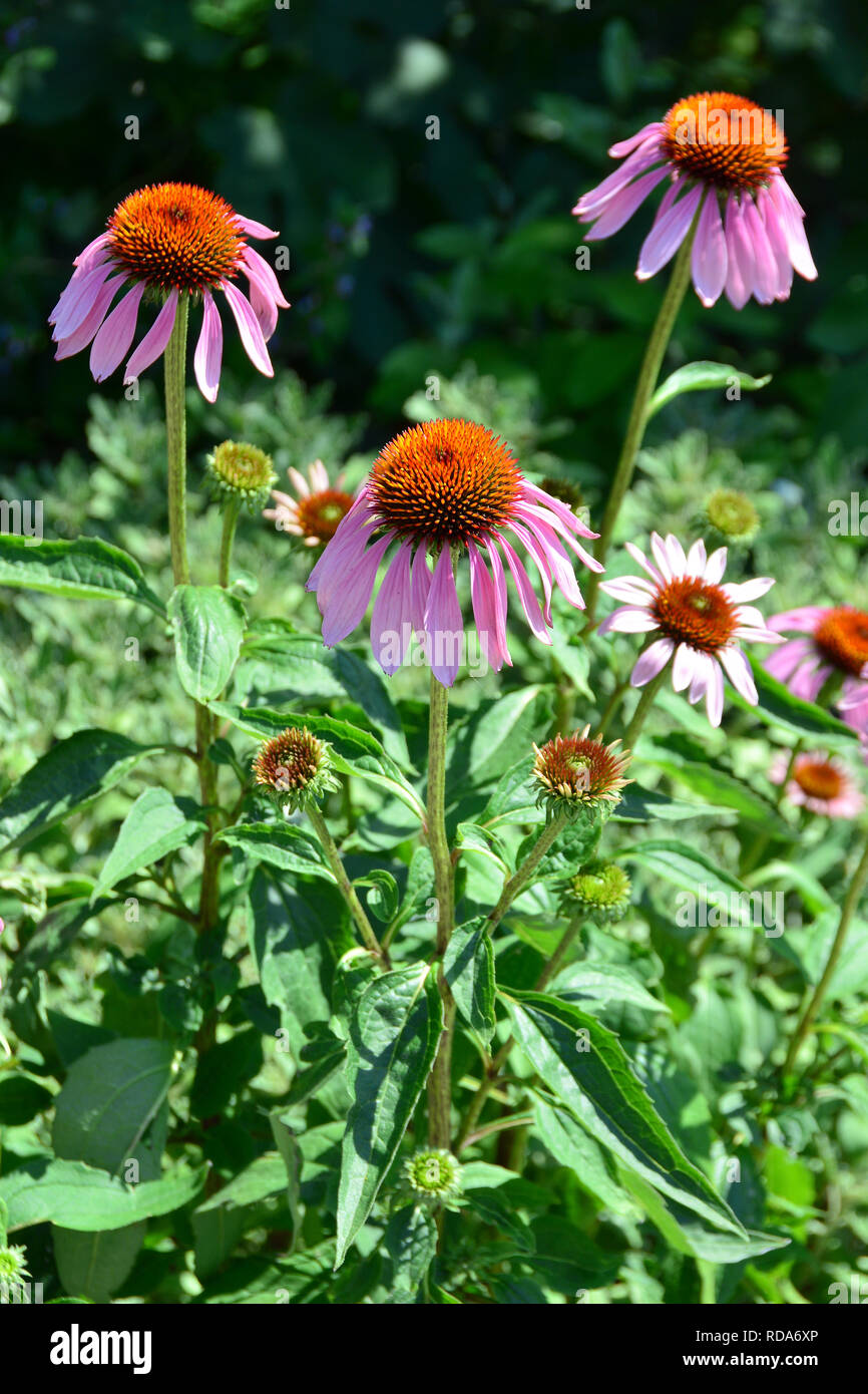 eastern purple coneflower, hedgehog coneflower, purple coneflower, bíbor kasvirág, Echinacea purpurea, Purpur-Sonnenhut, Roter Scheinsonnenhut Stock Photo