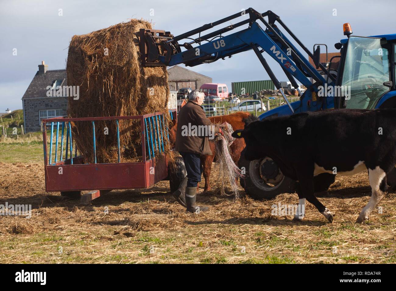 Crofters managing Balranald nature reserve by grazing Beef cattle