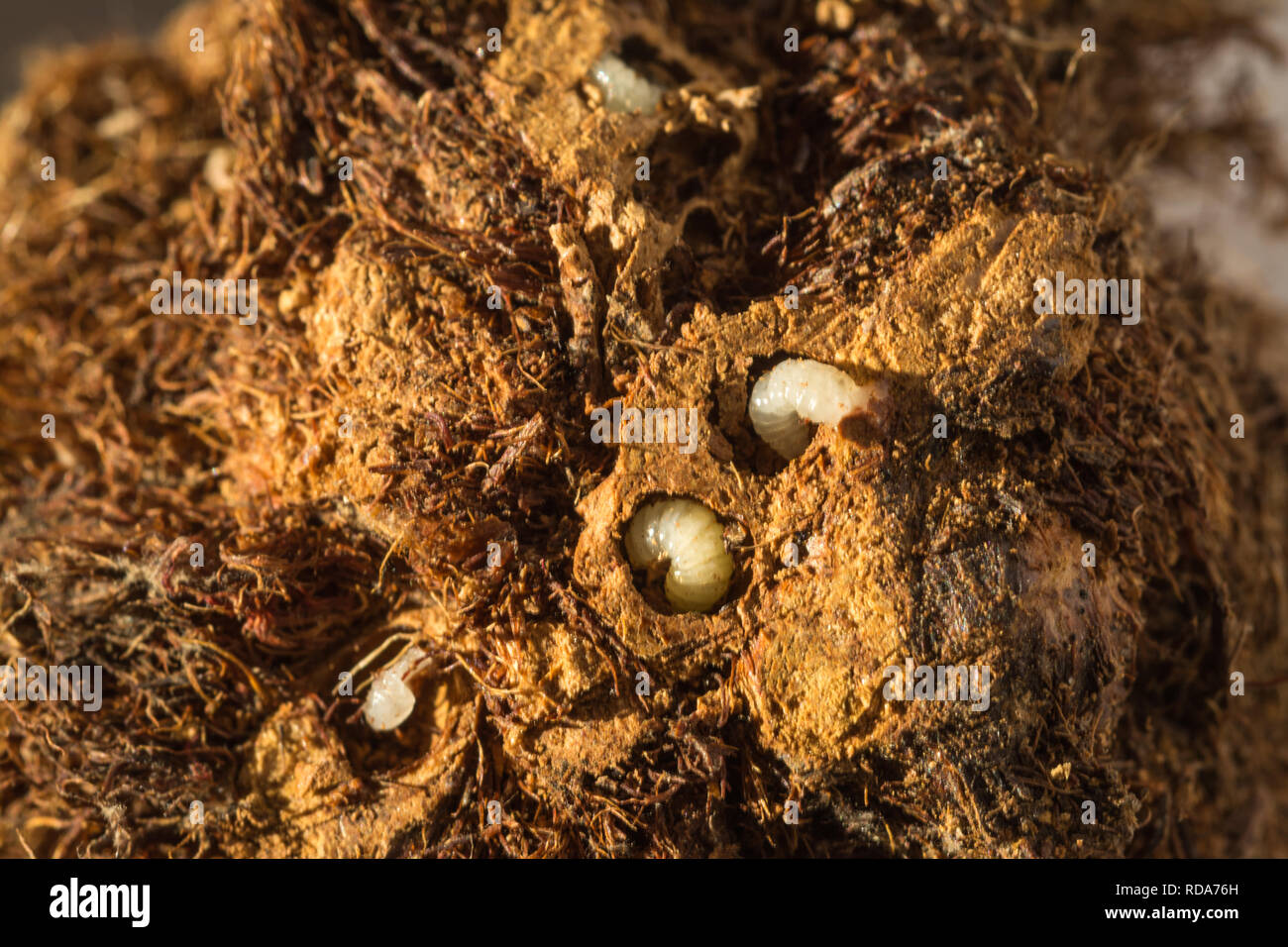 Robin's pincushion gall of wild rose opened by cross section to show