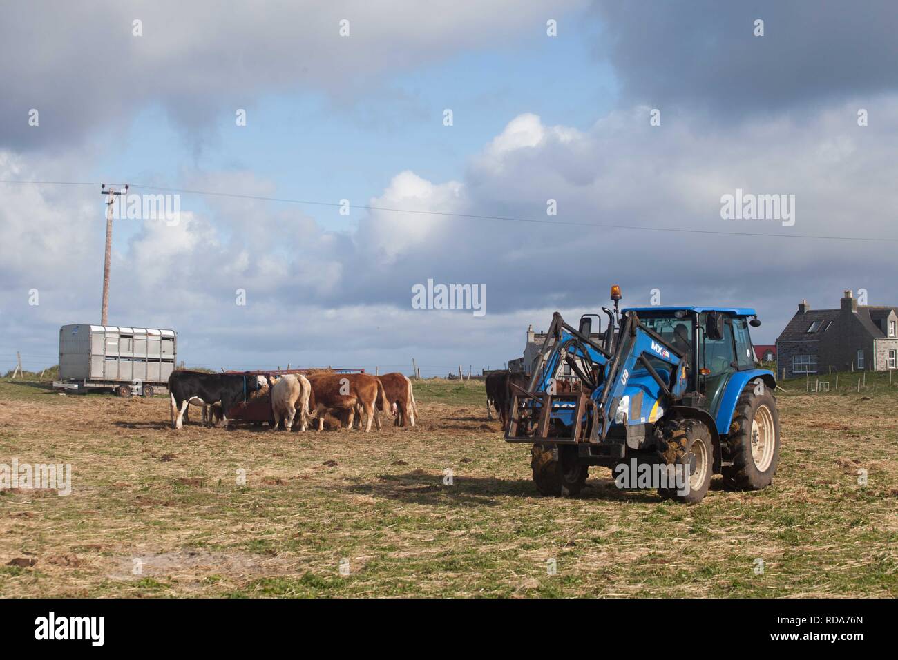 Crofters managing Balranald nature reserve by grazing Beef cattle