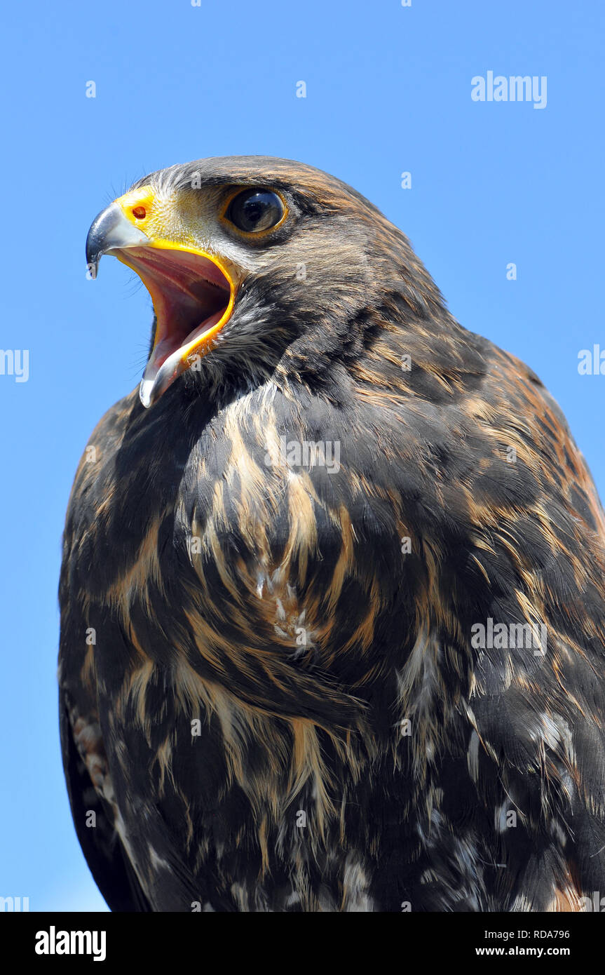 Harris's hawk, bay-winged hawk or dusky hawk, Wüstenbussard, Parabuteo unicinctus, Harris-ölyv Stock Photo