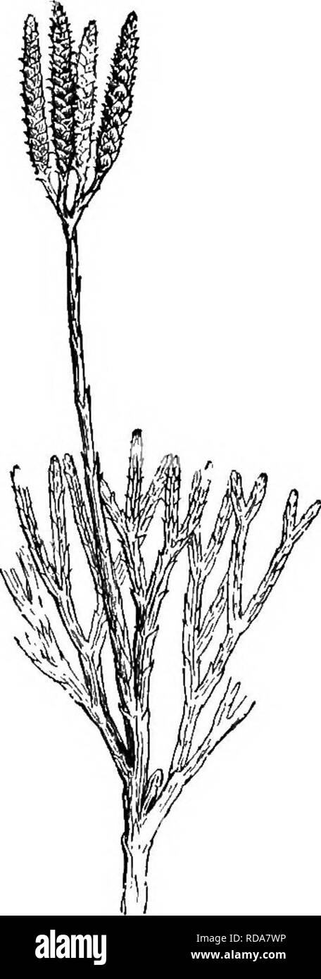 . Beginners' botany. Botany. Fig. 301. — A Lycopodium WITH Sporangia in THE Axn.s OF THE Fo- liage Leaves. (Lyco- podium lucidulum.). Fig. 302, — A Ci.uB-Moss (Lycopodium complanatum). as small yellow bodies in the axils of the ordinary leaves near the tip of the shoot; in other species (Fig. 302) they are borne in the axils of small scales that form a catkin-like spike. The spores are very numerous, and they contain an oil that makes them inflammable. About 100 species of lycopodium are known. The plants grown by florists under the name of lycopodium are of the genus Selaginella, more closely Stock Photo