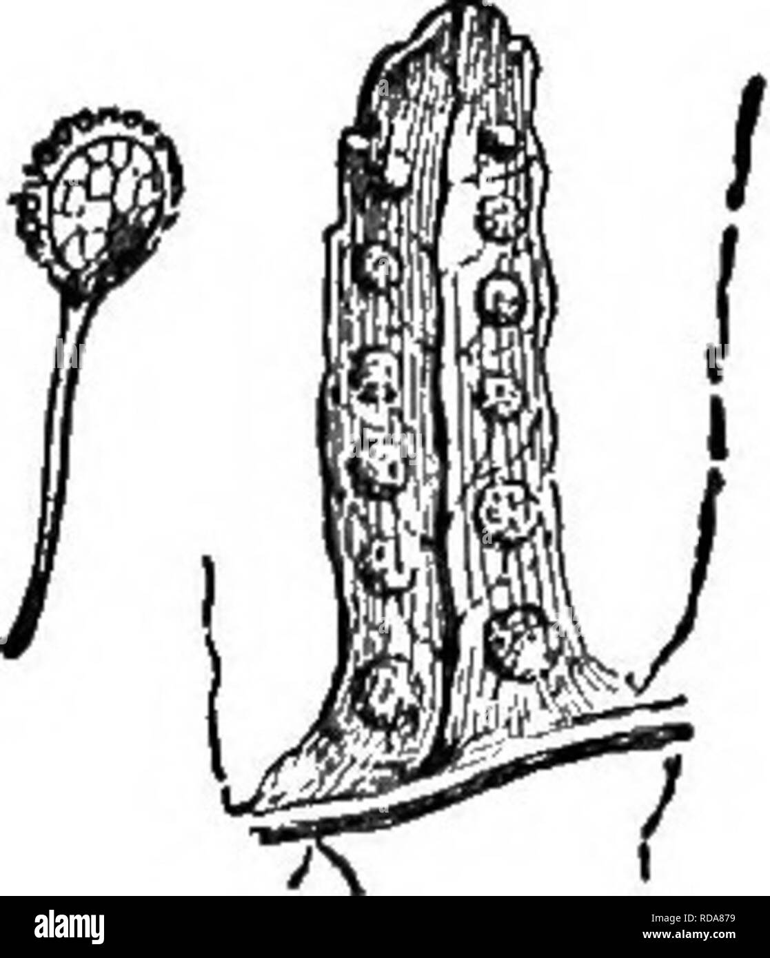 . Beginners' botany. Botany. Fig. 256. — Common Polypode Fern. Polypodium vulgare. Fig. 257. —Sori and Spo- rangium OF Polypode. A chain of cells lies along the top of the sporangium, which springs back elasti- cally on drying, thus dis- seminating the spores. Fig. 258. —The Brake Fruits underneath THE Revolute Edges of the Leaf. The sporangia are collected into little groups, known as sori (singular, sorus) or fruit-dots. Each sorus is covered with a thin scale or shield, known as an indusium. This indusium sepa- rates from the frond at its edges, and the sporangia are exposed. Not all ferns  Stock Photo
