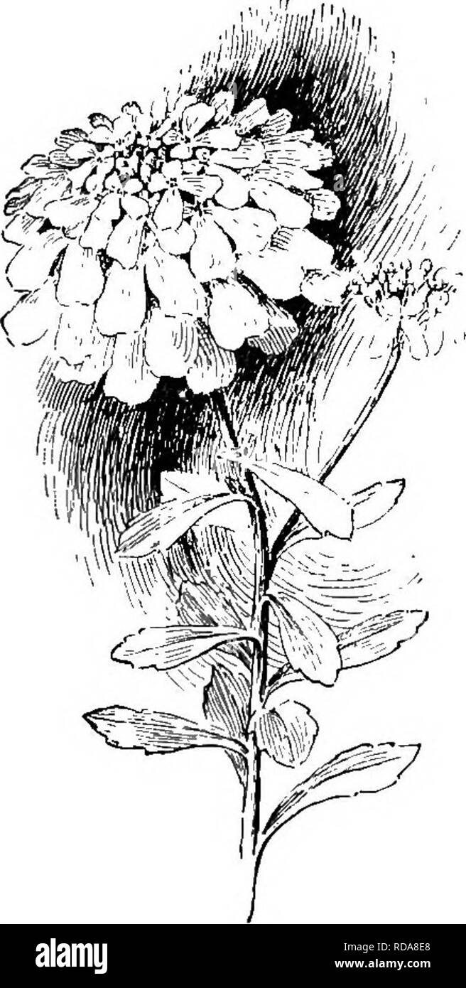 . Beginners' botany. Botany. Fig. 216. — Head of Clo- ver Blossoms. Fig. 217. — Corymb of Caniiy- TUFT. When a loose, elongated centripetal flower-cluster has some primary branches simple, and others irregularly branched, it is called a panicle. It is a branching raceme. Because of the earlier growth of the lower branches, the panicle is usually broadest at the base or conical in outline. True panicles are not very common. When an indeterminate flower-cluster is short, so that. Please note that these images are extracted from scanned page images that may have been digitally enhanced for readab Stock Photo