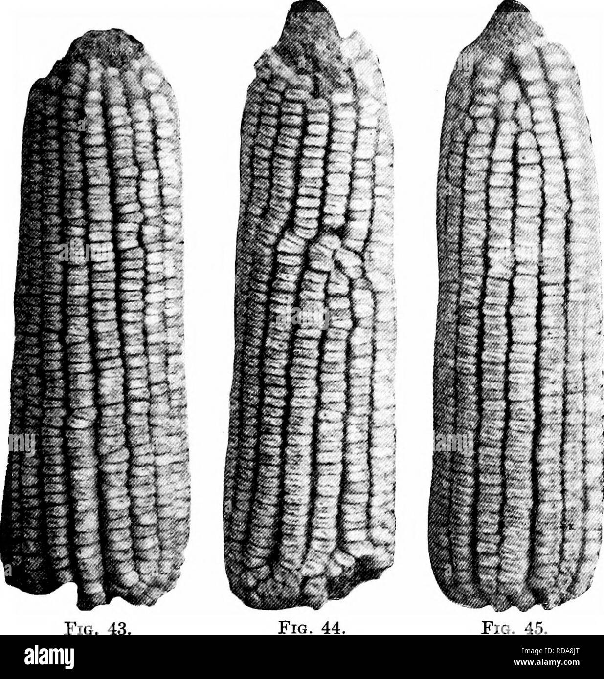 . Southern field crops (exclusive of forage plants). Agriculture. CORN JUDGING 103 chapter, score a number of ears of corn, entering the figures rep- resenting his estimate of each quality in the proper space in a table ruled or printed like the table on page 101. Figs. 40-45 show defective ears of^ Henry Grady corn to be criticized by the pupil.. The following paragraphs indicate some of the most important considerations in scoring each character: — (1) Unipormitt. — The ear examined should be Uke other ears of the same variety, and all ears of one exhibit should be uniform in size and appear Stock Photo