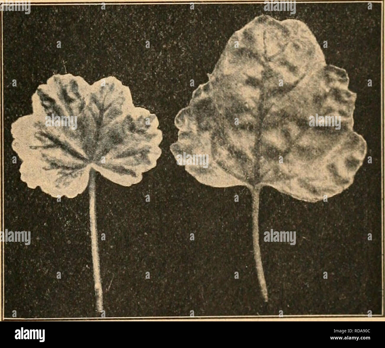 . Einführung in die Vererbungswissenschaft in zwanzig Vorlesungen für studierende, ärzte, züchter. Heredity. Fig. 162. Schematischer Durchschnitt durch den Vegetations- kegel einer weißgrünen Chimäre, die oben links ge- eignet ist, den Ausgangspunkt für eine Periklinalchimäre zu liefern. Nach Baur. nehmen. Ist diese Schicht bei einer solchen Periklinalchimäre der weißen Pflanze angehörig, so kann von ihr aus also auch nur Samen weißer Beschaffenheit gebildet werden, umge- kehrt wenn diese Schicht grün ist, nur grüner Sa- men, und das war auch in der Tat der Fall. Nun haben wir schon die von Wi Stock Photo